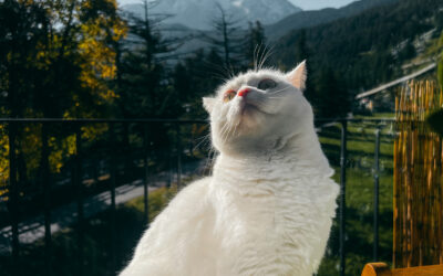 It’s not that hard: just pick up your cat and go